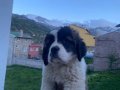 Gibisi Benzeri değil %100 St Bernard Yavrular 