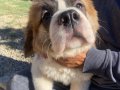 Harika anatomi %100 safkan st bernard yavrular 