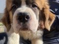 Harika anatomi %100 safkan st bernard yavrular 