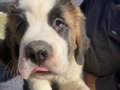 Harika anatomi %100 safkan st bernard yavrular 