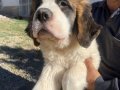 Harika anatomi %100 safkan st bernard yavrular 