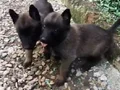Belçika kurdu maskeli ve kaliteli 