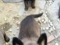 Belçika kurdu maskeli ve kaliteli 