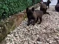 Belçika kurdu maskeli ve kaliteli 