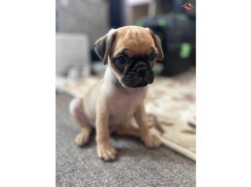 Dünyalar tatlısı pug yavrularım 