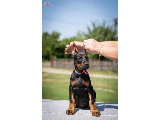 asil bakışlı dik duruşlu doberman yavrularım