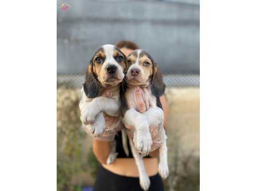 baldan tatlı beagle yavrularım 