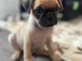 Dünyalar tatlısı pug yavrularım 