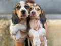 baldan tatlı beagle yavrularım 