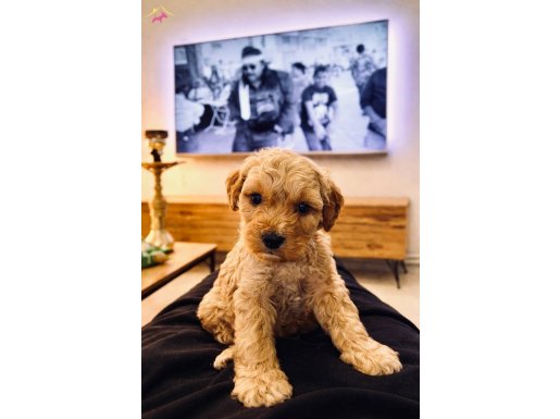 Toy-maltipo 4 aylık yavru herşeyi var