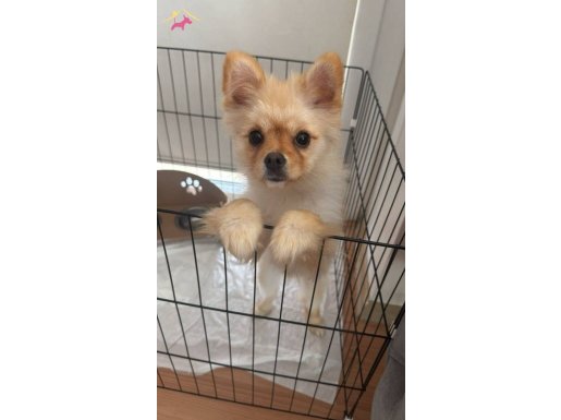 Pomeranin yeni sahibini arıyor