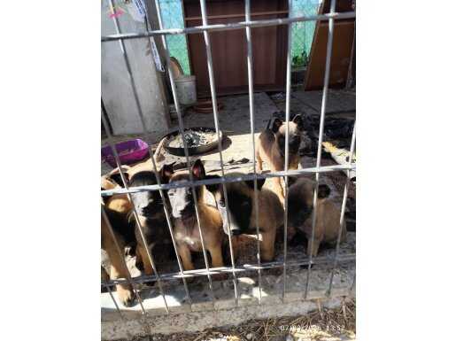 Üçüncü Dönem Melinos orijinal yavrularımız sahiplendirilecek