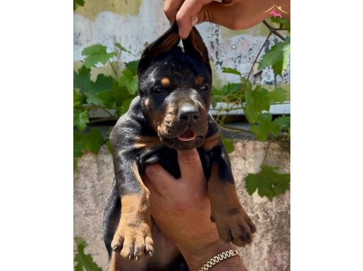 A scrli anne ve babadan üst düzey  yavrular