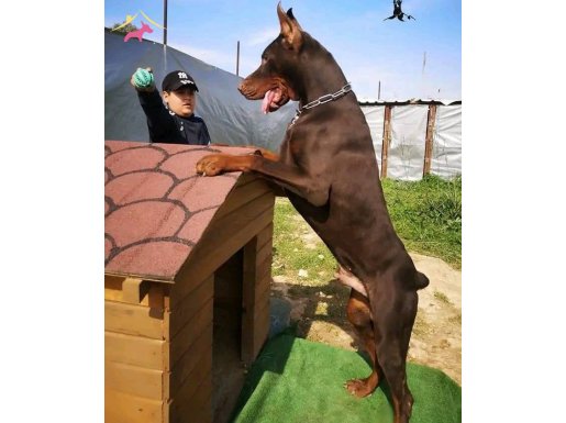 A scrli anne ve babadan üst düzeyde yavrularımız 