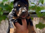 A scrli anne ve babadan üst düzey  yavrular