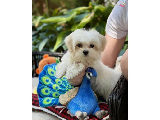 Korean Maltipoo 2kg
