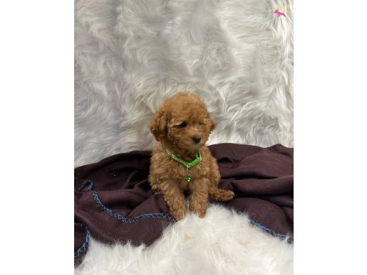 Toypoodle uygun 