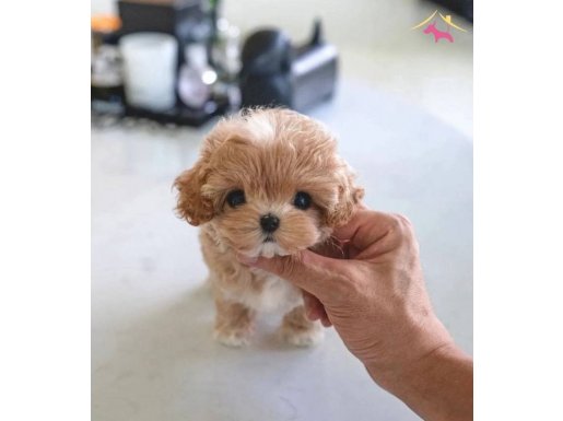 1 buçuk kg olacak maltipoo