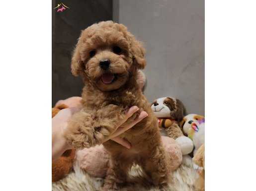 AİLELERE UYGUN TOYPOODLE 
