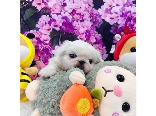 PEKİNEZ PEKINEZ PEKİNEZ TEACUP
