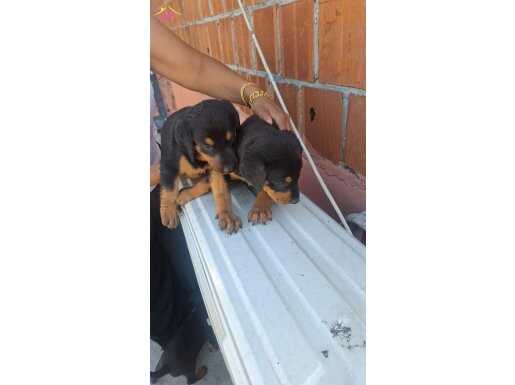 Ev ortamı dogumlu doberman bebeklerim