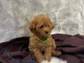 Toypoodle uygun 
