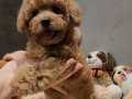 AİLELERE UYGUN TOYPOODLE 