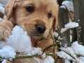 Golden retriver erkek bebekler ev ortamı 