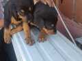 Ev ortamı dogumlu doberman bebeklerim