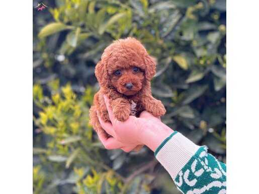 En Oyuncu Fenomen Toy Poodle Yavruları