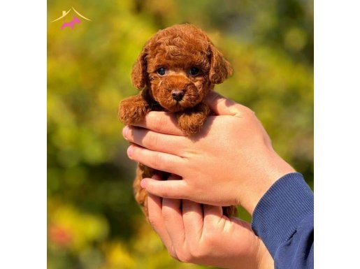Red Brown Toy Poodle