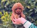 En Oyuncu Fenomen Toy Poodle Yavruları
