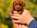 Red Brown Toy Poodle