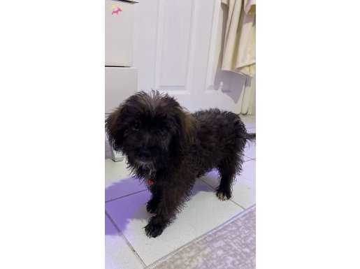 2 Buçuk Aylık Terrier