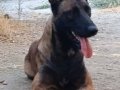 Üst düzey eğitimli Malinois 2 Yillik bir egitime tabidir
