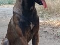 Üst düzey eğitimli Malinois 2 Yillik bir egitime tabidir