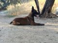 Üst düzey eğitimli Malinois 2 Yillik bir egitime tabidir
