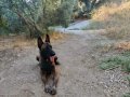 Üst düzey eğitimli Malinois 2 Yillik bir egitime tabidir