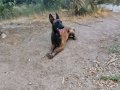Üst düzey eğitimli Malinois 2 Yillik bir egitime tabidir