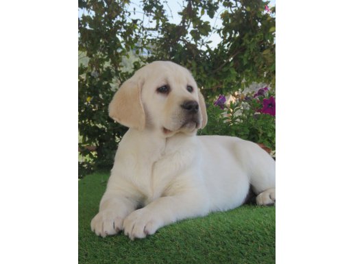 Şampiyon Anne Babadan Labrador yavruları
