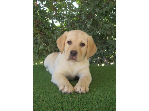 FCI/KIF Secereli Dişi Labrador Retriever yavru