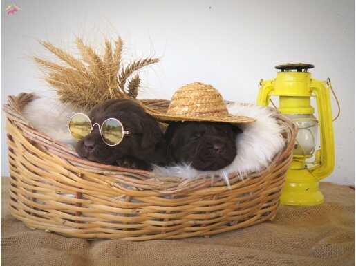 FCI/KIF Secereli Kadife Çikolata Labrador Yavruları