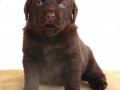 KIF Secereli Çikolata Labrador Yavrular
