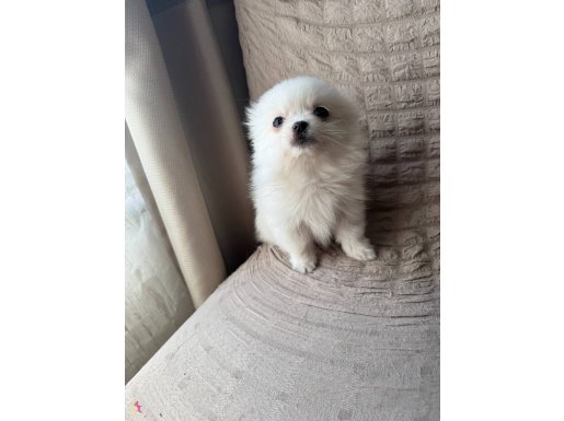 Pomeranian pofuduk yavruları 