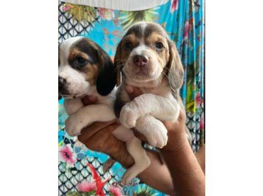 Beagle yavrularımız
