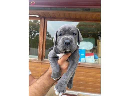 Cane corso yavrularımız 