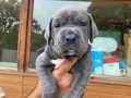 Cane corso yavrularımız 