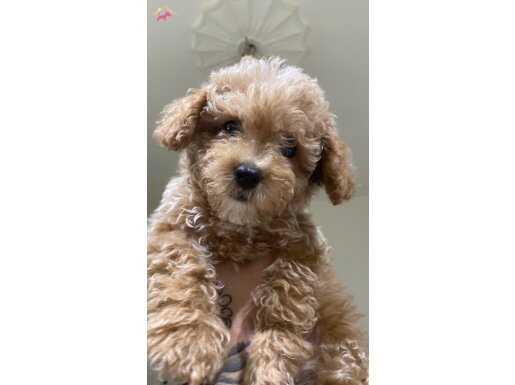 Maltipoo Dişi 4 aylık