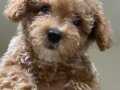 Maltipoo Dişi 4 aylık