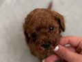 Toy poodle dişi erkek yavrular 